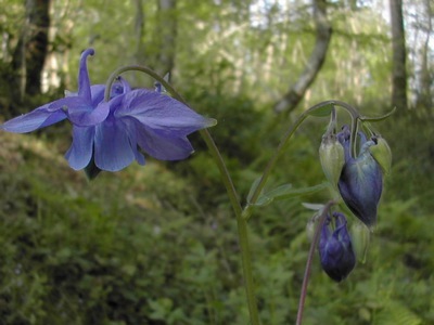 Aquilegia vulgaris