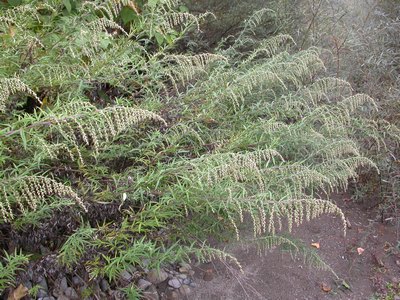 Artemisia verlotiorum