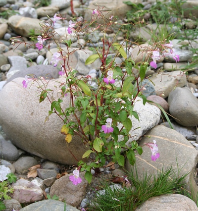 Impatiens balfourii