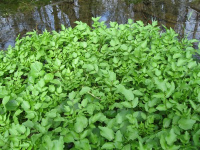 Nasturtium officinale