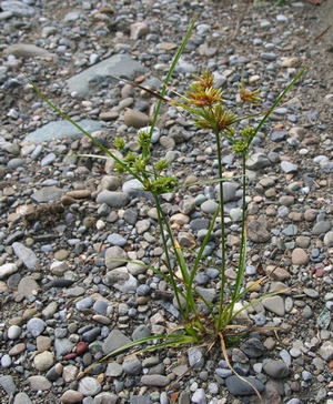 Cyperus eragrostis