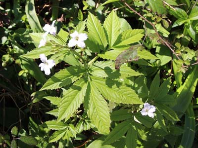 Cardamine heptaphylla