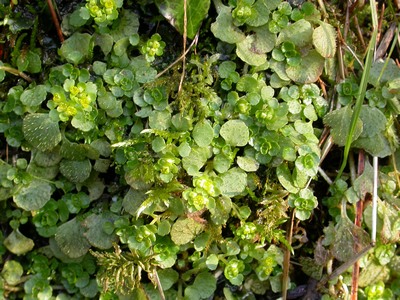 Chrysosplenium oppositifolium