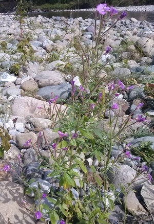 Epilobium hirsutum