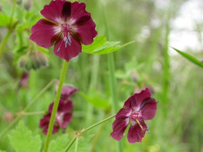 Geranium phaeum