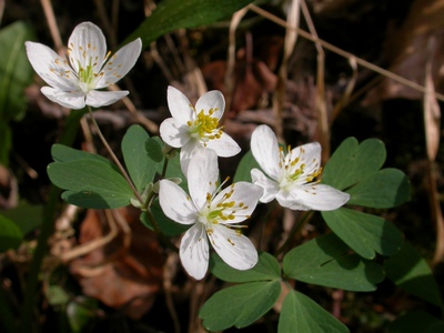 Isopyrum thalictroïdes