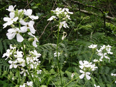 Hesperis matronalis