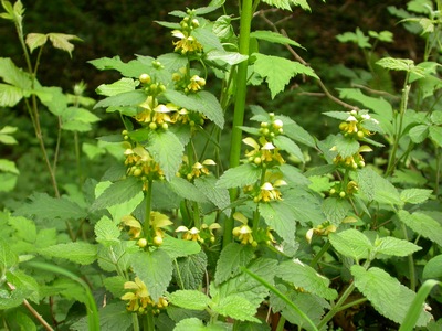 Lamium galeobdolon