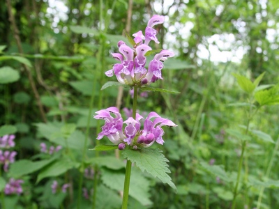 Lamium maculatum