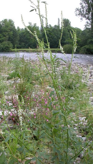 Melilotus alba