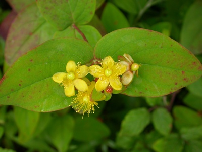 Hypericum androsaemun