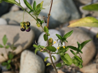 Solanum nigrum