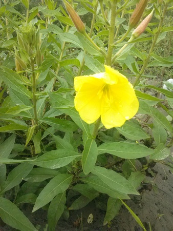 Oenothera biennis