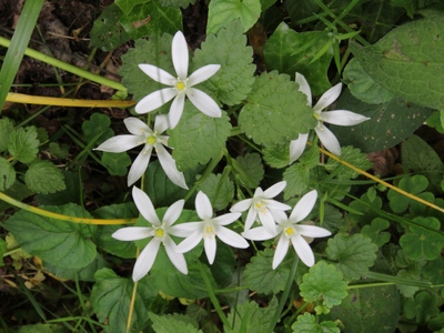 Ornithogalum umbellatum