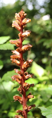 Orobanche hederae