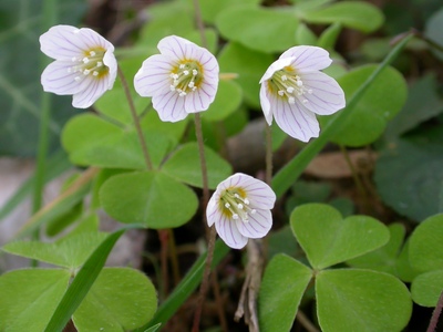 Oxalis acetosella