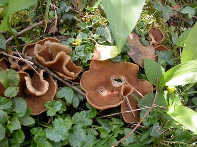 Disciostis venosa