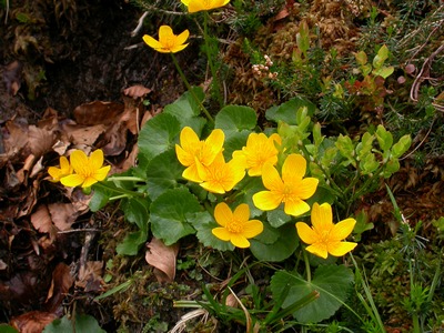 Caltha palustris