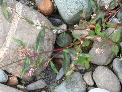 Polygonum persicaria