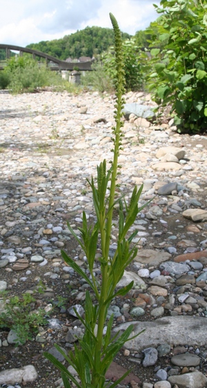 Reseda luteola