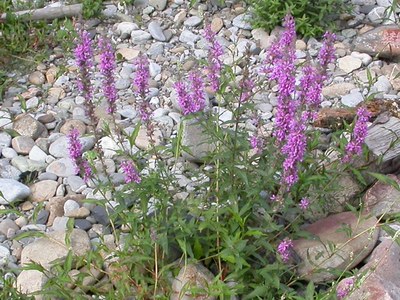 Lythrum salicaria