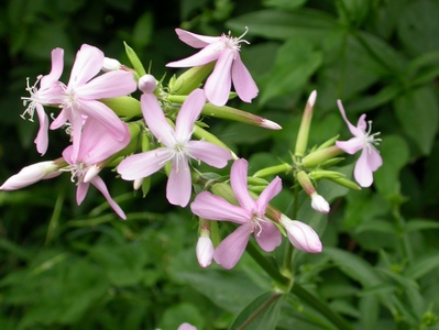 Saponaria officinalis