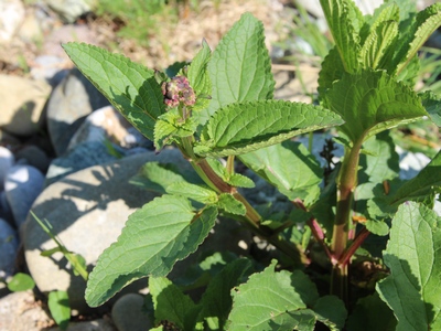 Scrophularia auriculata