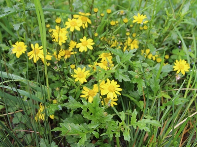 Senecio erraticus