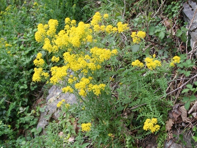 Sisymbrium pyrenaicum