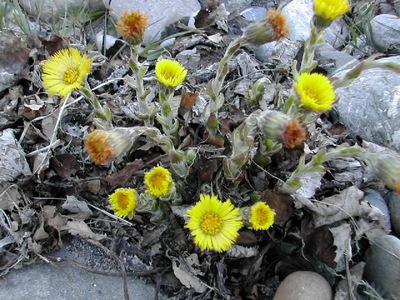 Tussilago farfara