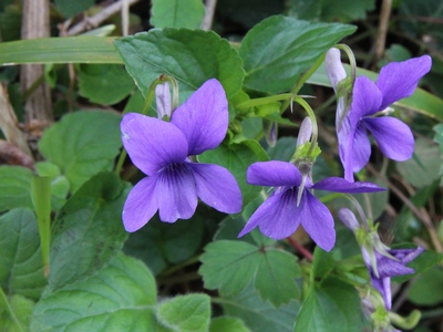 Viola riviniana